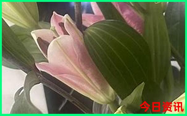 龙虎山有什么好玩的景点